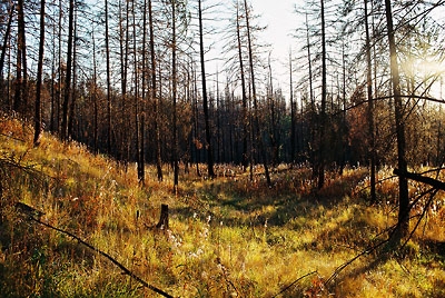 after the Kelowna fire